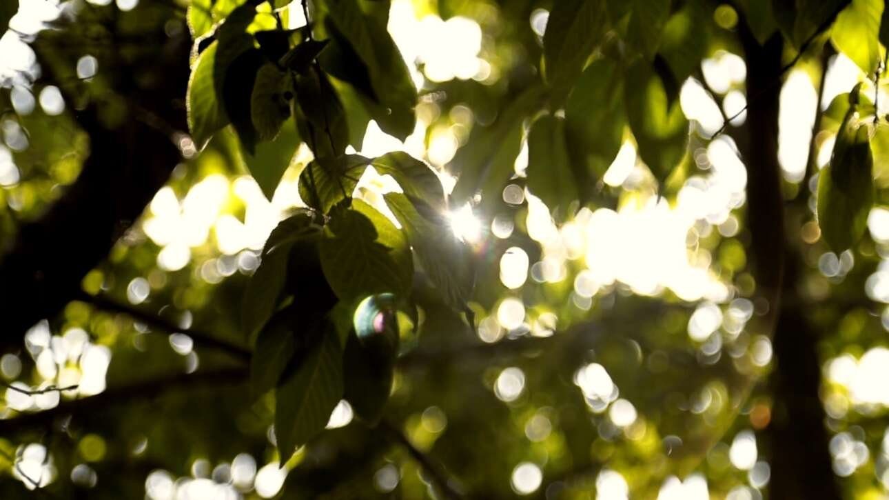Gambar daun pepohonan